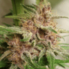 Ace Seeds | Malawi x PCK regolare
