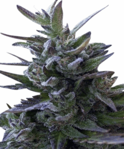 Ace Seeds | Nepal Mist Regular 10 Semi