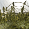 Ace Seeds | Mix tropicale regolare