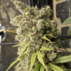 Ace Seeds | Super Malawi Haze femminizzata