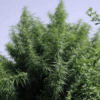 Ace Seeds | Tropical Mix Femminizzata