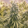 Dutch Passion | Auto Lemon Kix®