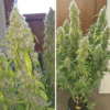 Dutch Passion | Auto Daiquiri Lime