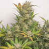 Dutch Passion | Auto Mokum's Tulip