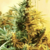Dutch Passion | Skunk #1 10 Semi