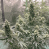 Dutch Passion | Auto AK Triple Haze