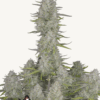 Fast Buds | Wedding Cheesecake Auto