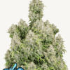 Fast Buds | Cinderella Auto