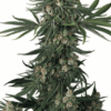 Sensi Seeds Bank | Fallout OG