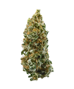  Super 24 | Cannatonic