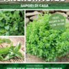 Kitchen Herbs - Basilico a Foglia Fine- Sem. Dotto