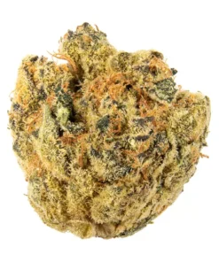  Super 24 | V1 0,2 Big Buds 