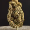 La Canapa Legale | Yumbolt CBD Indoor