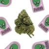 La Canapa Legale | Aliens on Moonshine CBD