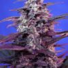 Sweet Seeds | Bloody Skunk Auto®