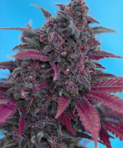 Sweet Seeds | Dark Devil Auto®