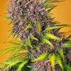 Sweet Seeds | Diablo Rojo XL Auto®