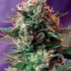 Sweet Seeds | Jack 47 F1 Fast Version®