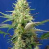Sweet Seeds | Sweet Pure Auto CBD®