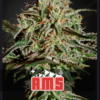 Greenhouse seeds | AMS