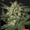 Greenhouse seeds | White Widow x Ruderalis