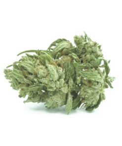 Flower Farm | Amnesia CBG