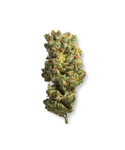 Gold CBD | Amnesia Haze