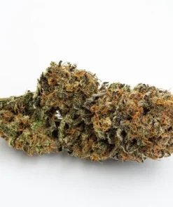 Canapa Light Blue | Gorilla Glue CBD – Indoor