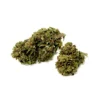 Primero | Papaya de Montana