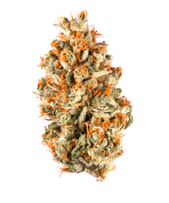 Gold CBD | Orange BUD