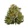 Gold CBD | Bubba Kush