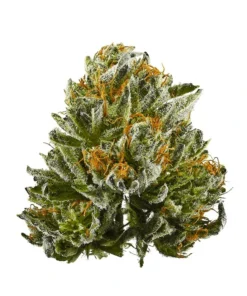Gold CBD | Bubba Kush