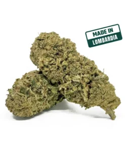 CBD Mania | Bubble Gum CBD
