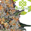 Semi Matti | Bubba Tonic