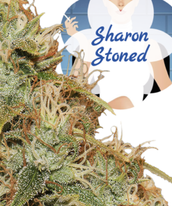 Semi Matti | Sharon Stoned