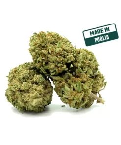 CBD Mania | OG Kush CBD