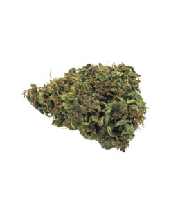 Flower Farm | Orange bud