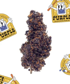 La Canapa Legale | Purple CBD