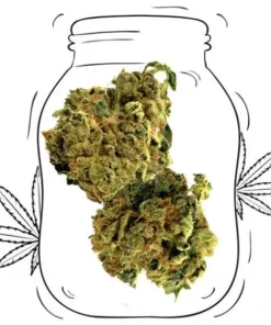 Canapa Light Blue | So Good CBD Indoor