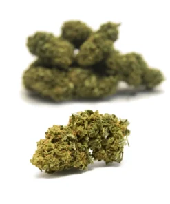 La Canapa Legale | California Grapefruit Indoor Hydroponic CBD Small Buds