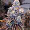 Smoky USA | Cherry bomb Δ⁹-THC