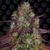 Smoky USA | Mimosa Evo Δ⁹-THC