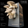 The Mushroom Box | Chefs Favorite - King Oyster Mushroom Box