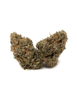 Pacific Grass | Critical Kush Δ⁹ THC