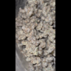 BullDog Coffeshop Amsterdam | WEED |  Cereal Milk - delta9