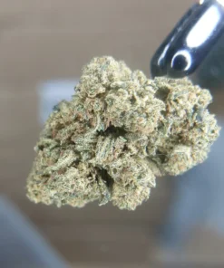 Cookiz.io | Suka Utini CBD