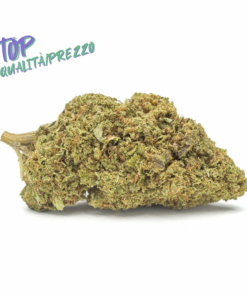 WeWeed | CRITICAL LIME+ 2026 V2.0