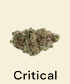Canapa Boom | CRITICAL H9 SUPER POWER