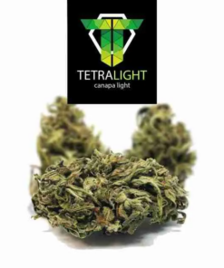 TetraLight | Momo Skunk