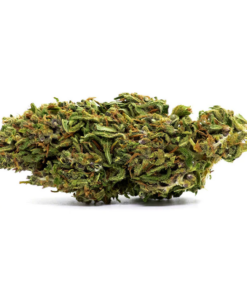 Garda Joint | Amnesia